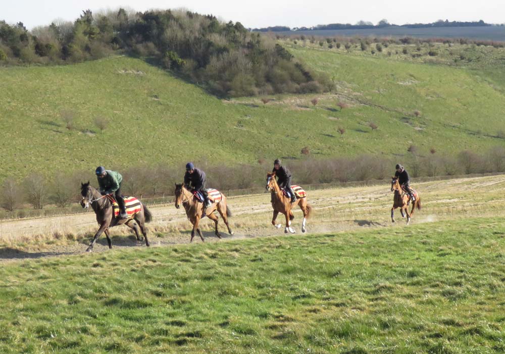 Sceau Royal leads a group up the all-weather gallop at Barbury Castle