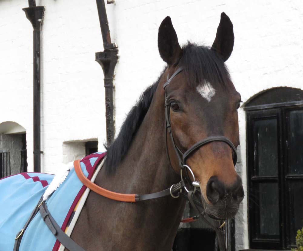 Altior at Henderson's Seven Barrows yard