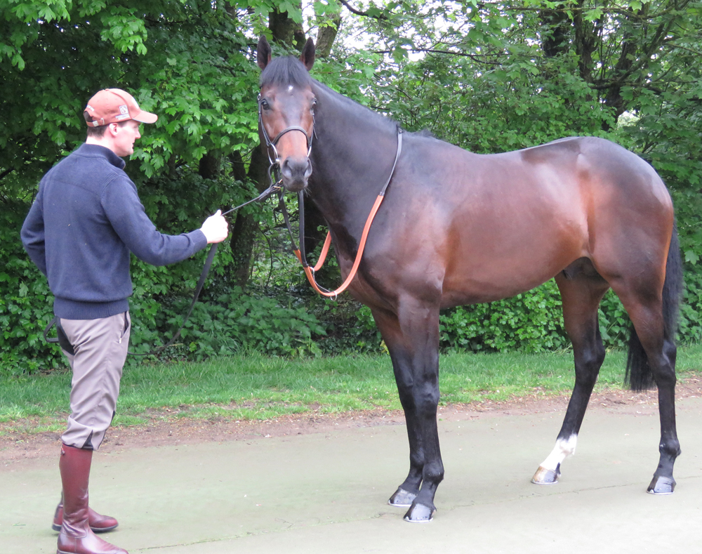 An alert Kodi Bear - woth Head Lad Martin Berry who rides him out
