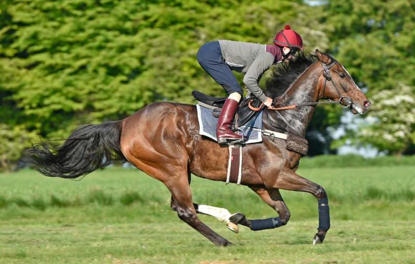 Limato on the gallops with Harry Bentley aboard (Photo: Francesca Altoft for Newbury Racecourse) 