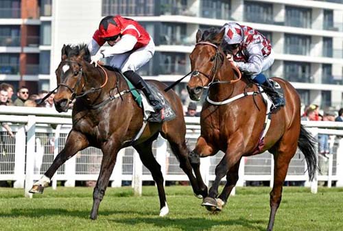Chatez (right) (Photo: Newbury Racecourse)