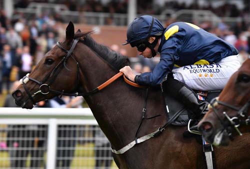 Nasaiym (Photo: Courtesy Newbury Racecourse) 