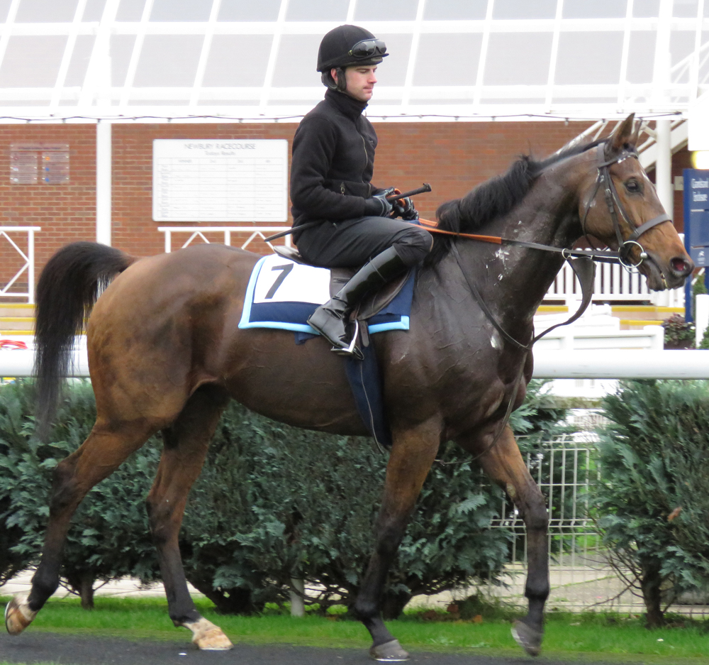 Whisper cools off after his gallop