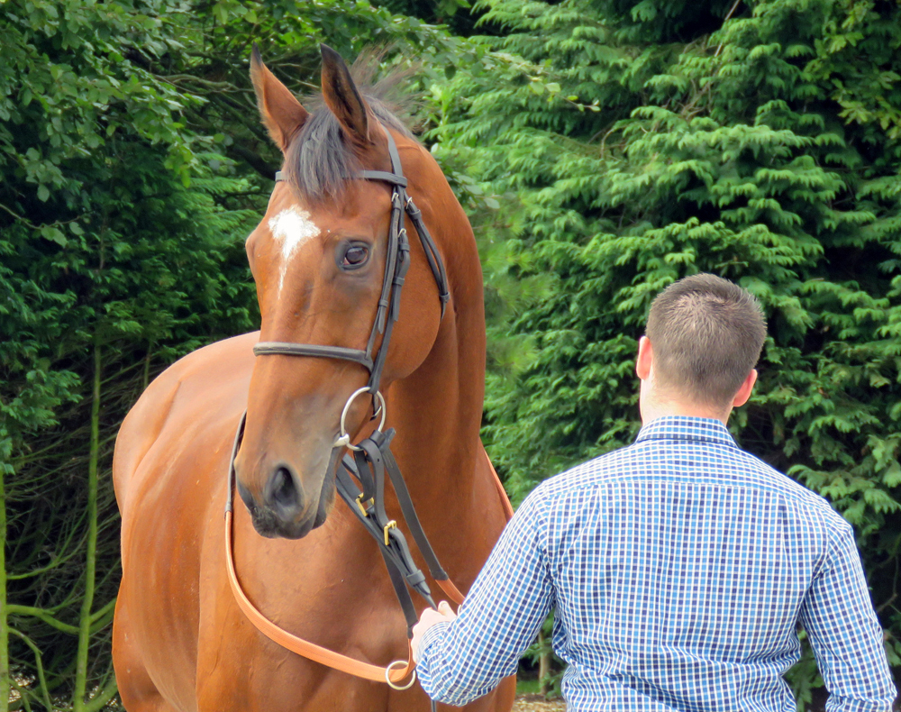 Ballyvoneen at Neil King's Open Day in September 2015